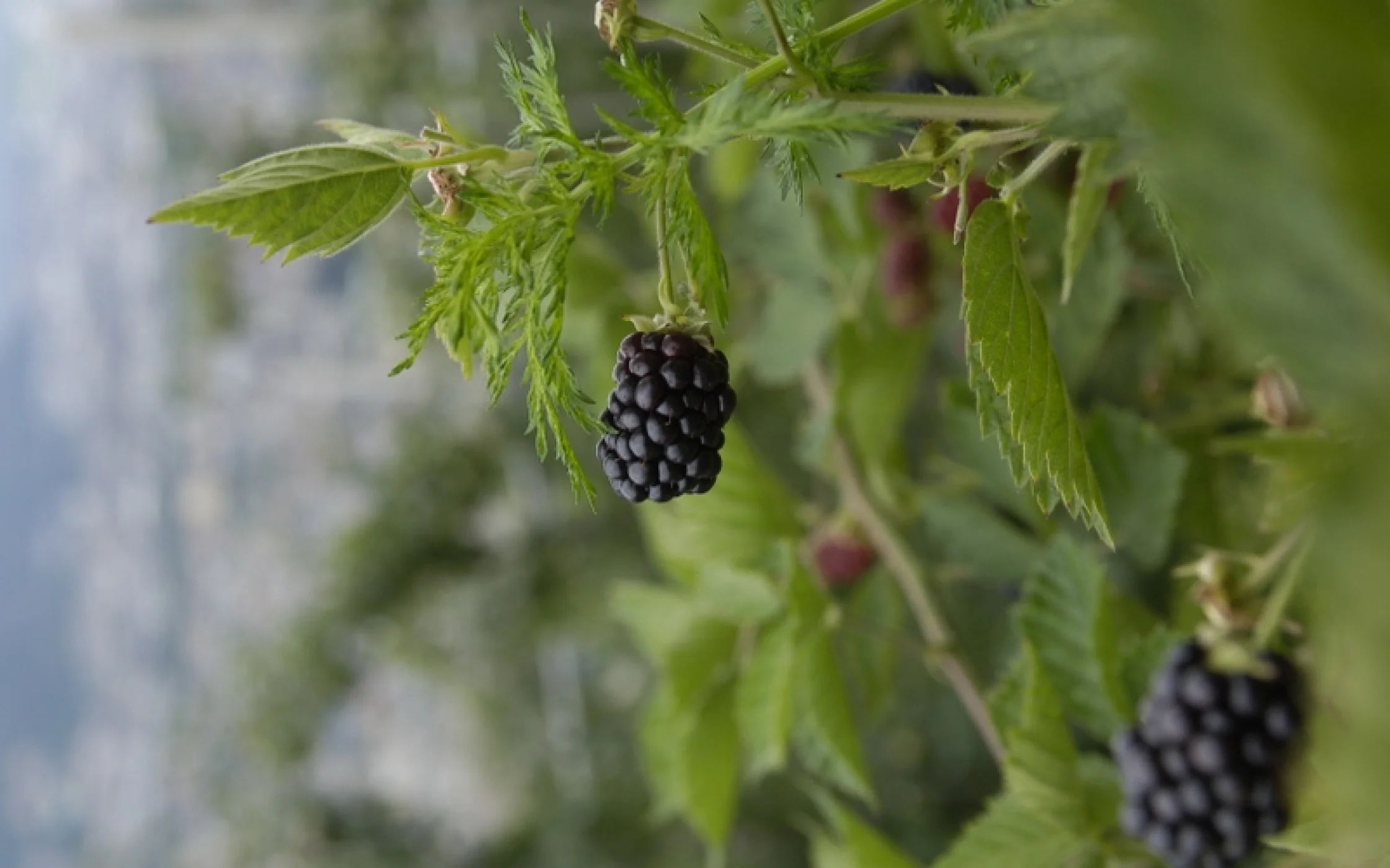 Brombeere Seehauser_800x531.jpg